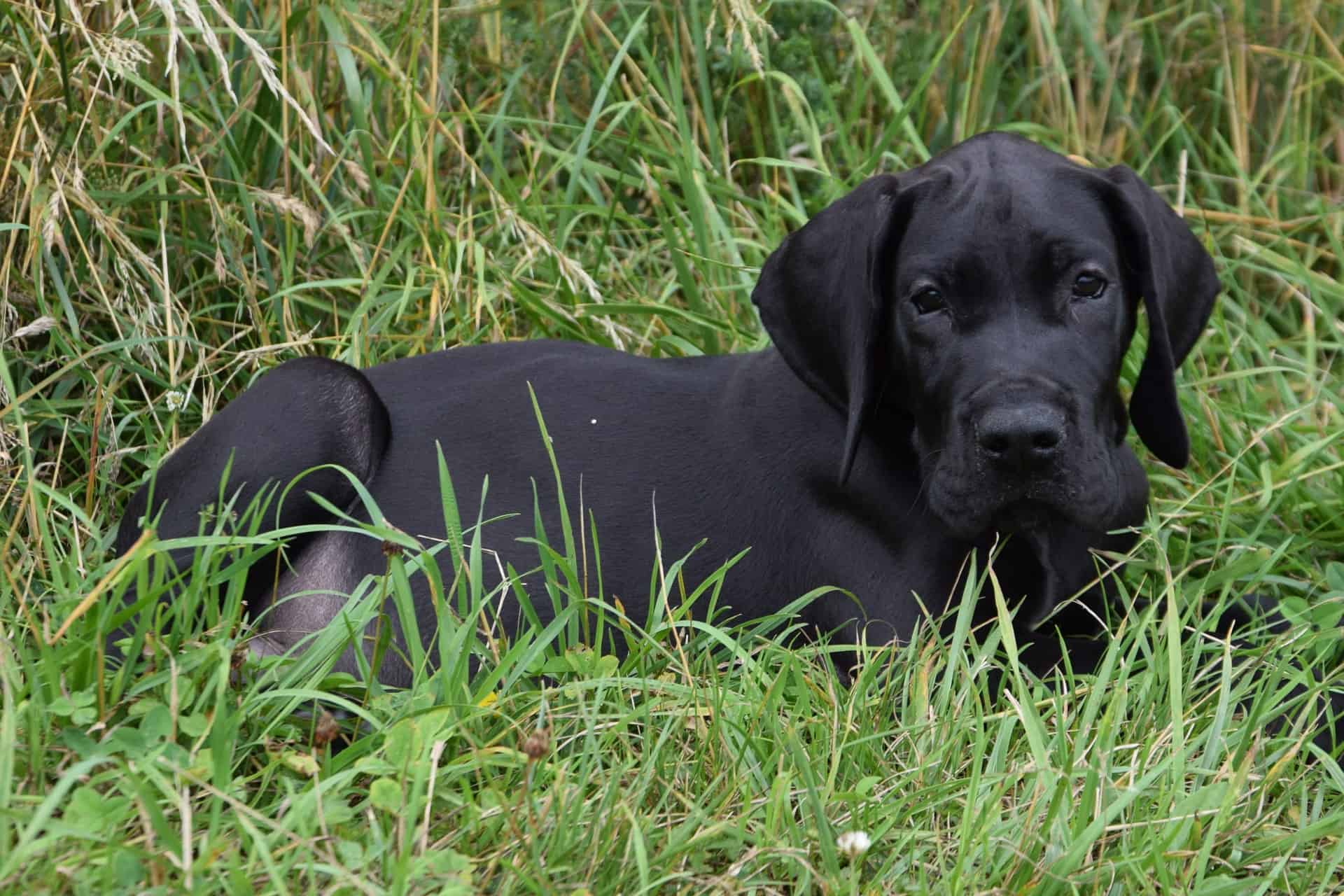 black great dane puppy