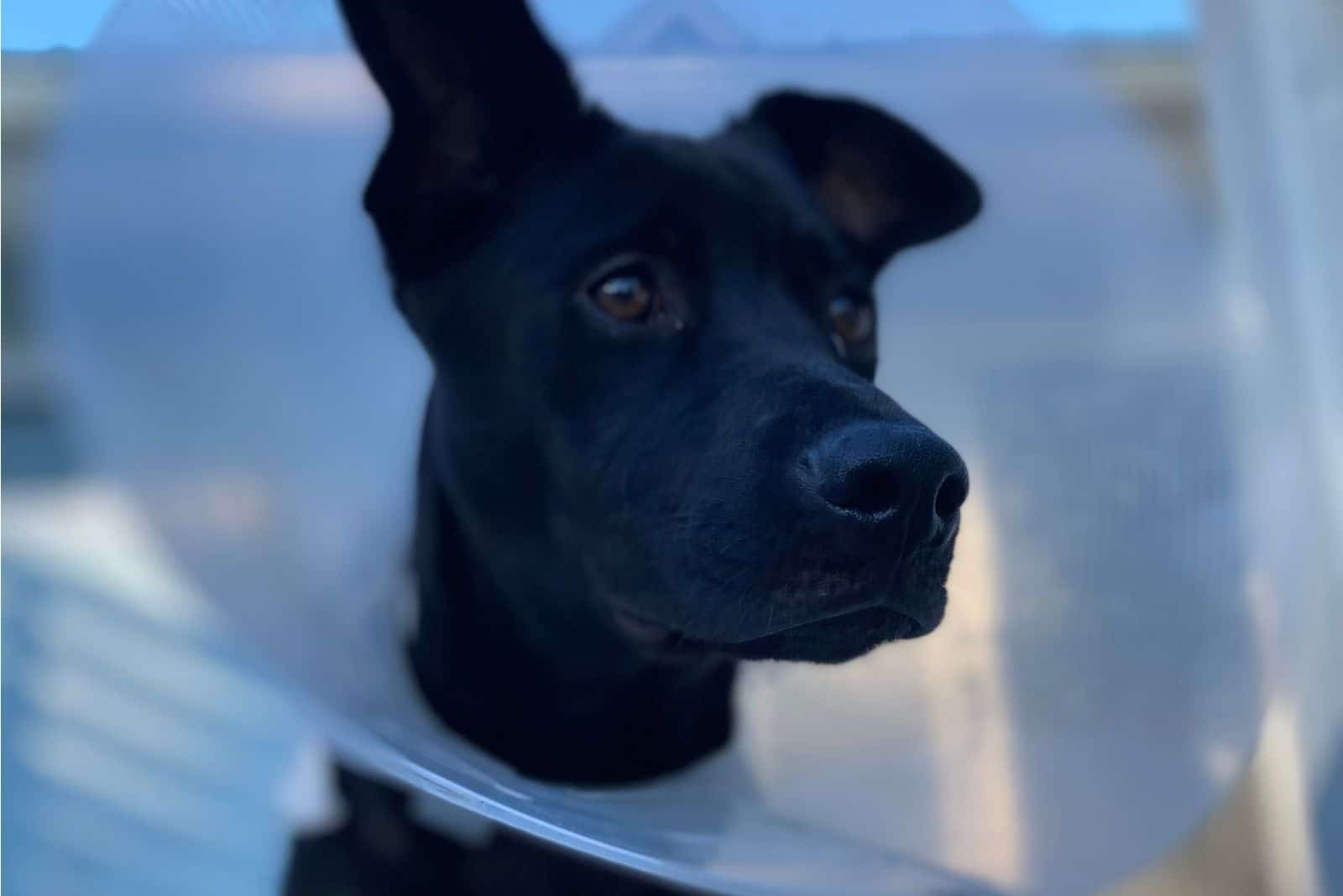 black lab mal mix dog with plastic cone around neck
