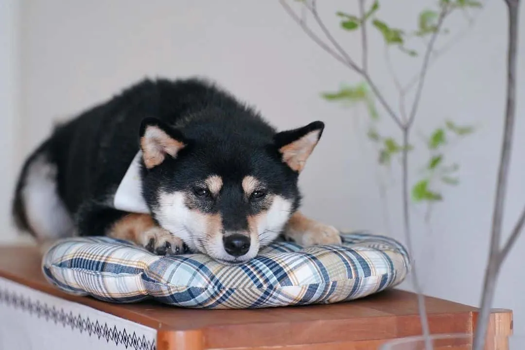 black shiba inu dog resting