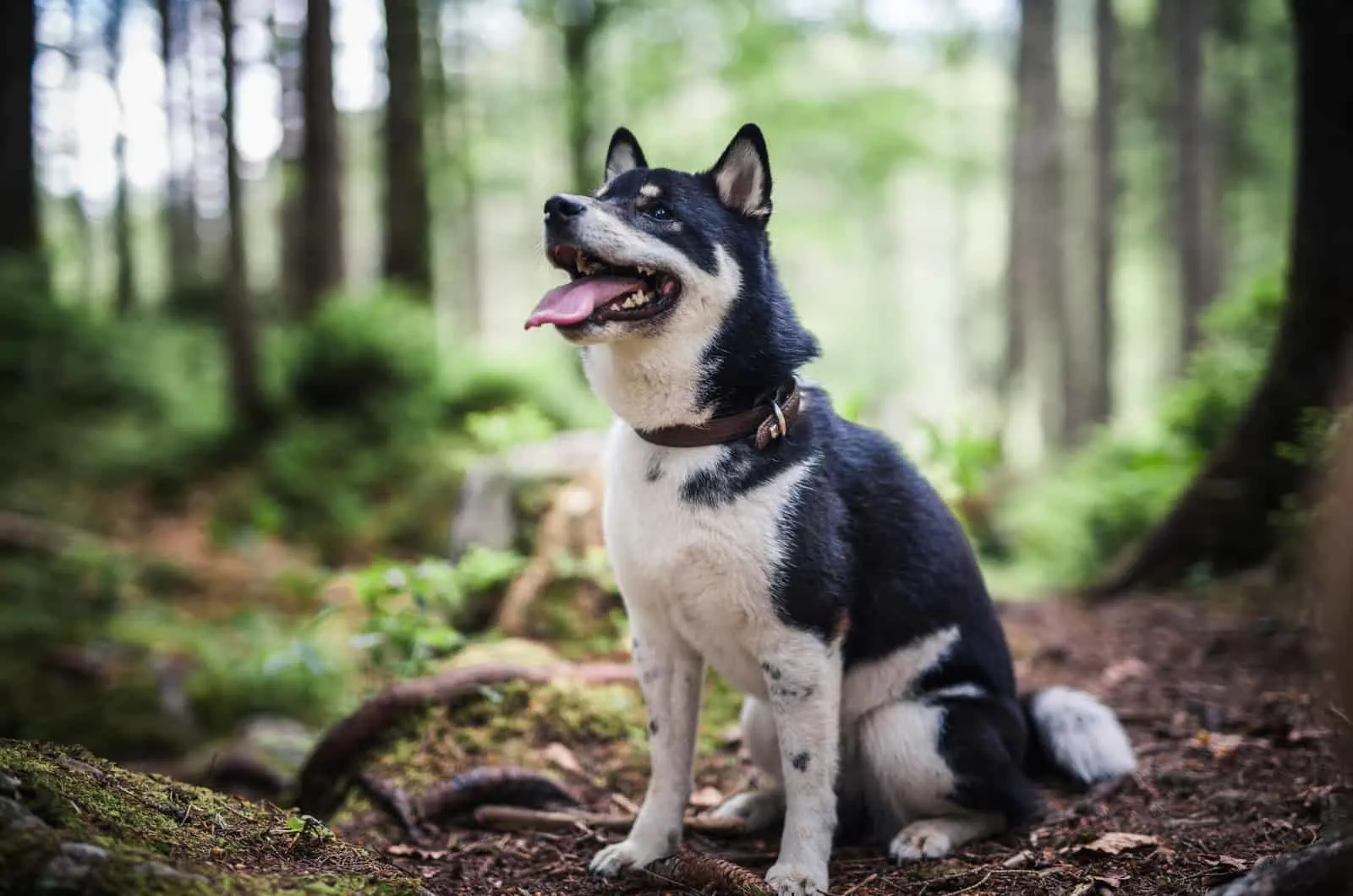 black shiba inu in the forest