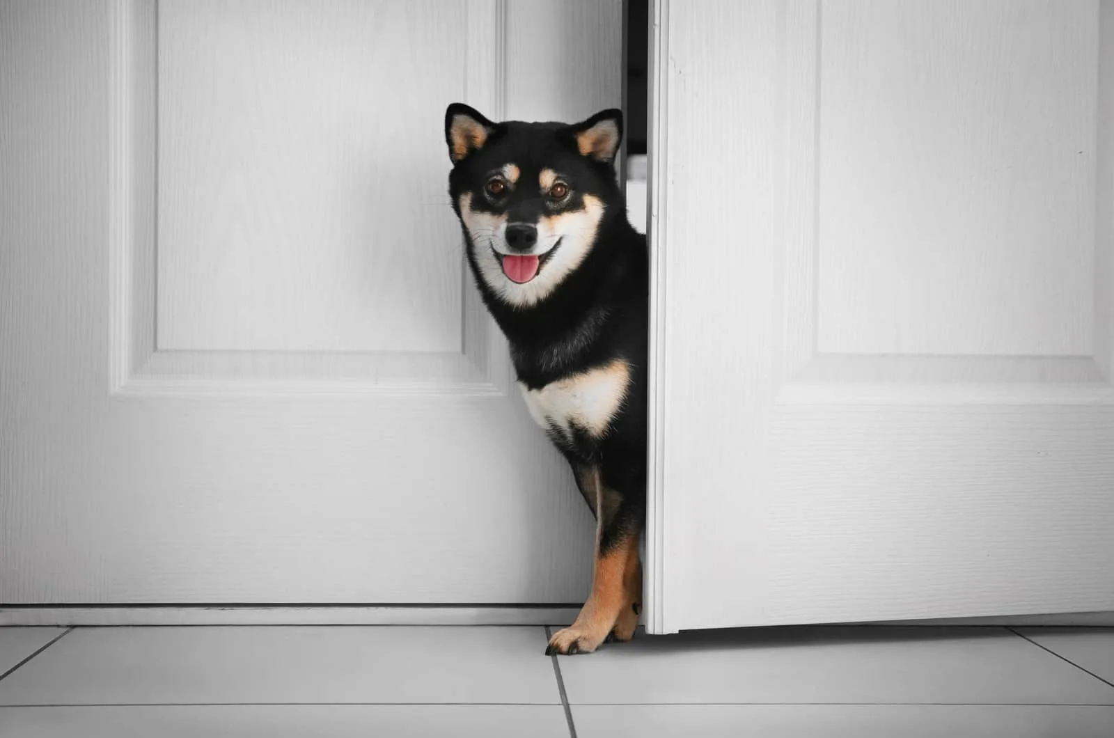black shiba inu peeking through the door