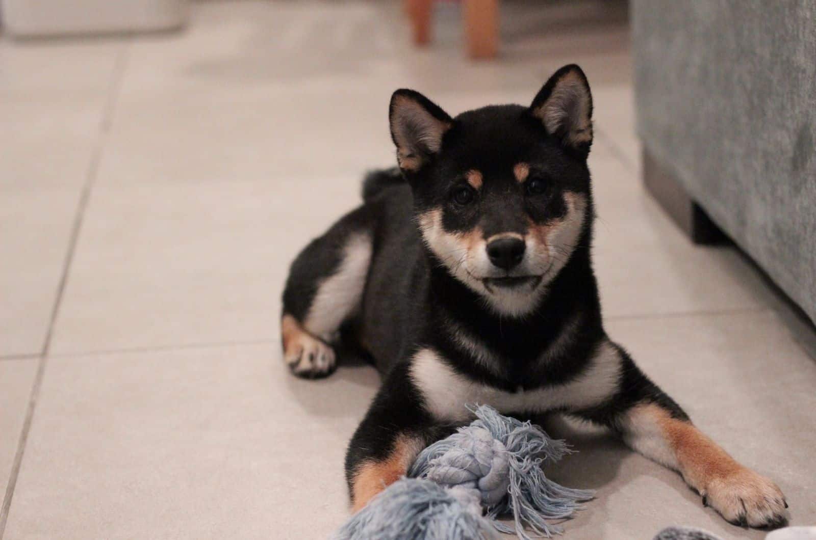 black shiba inu puppy