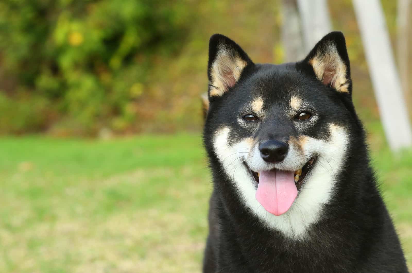 black shiba inu smiling