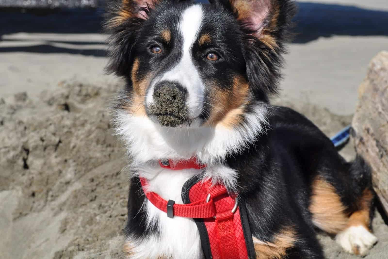 black tri color mini australian shepherdstanding outdoors