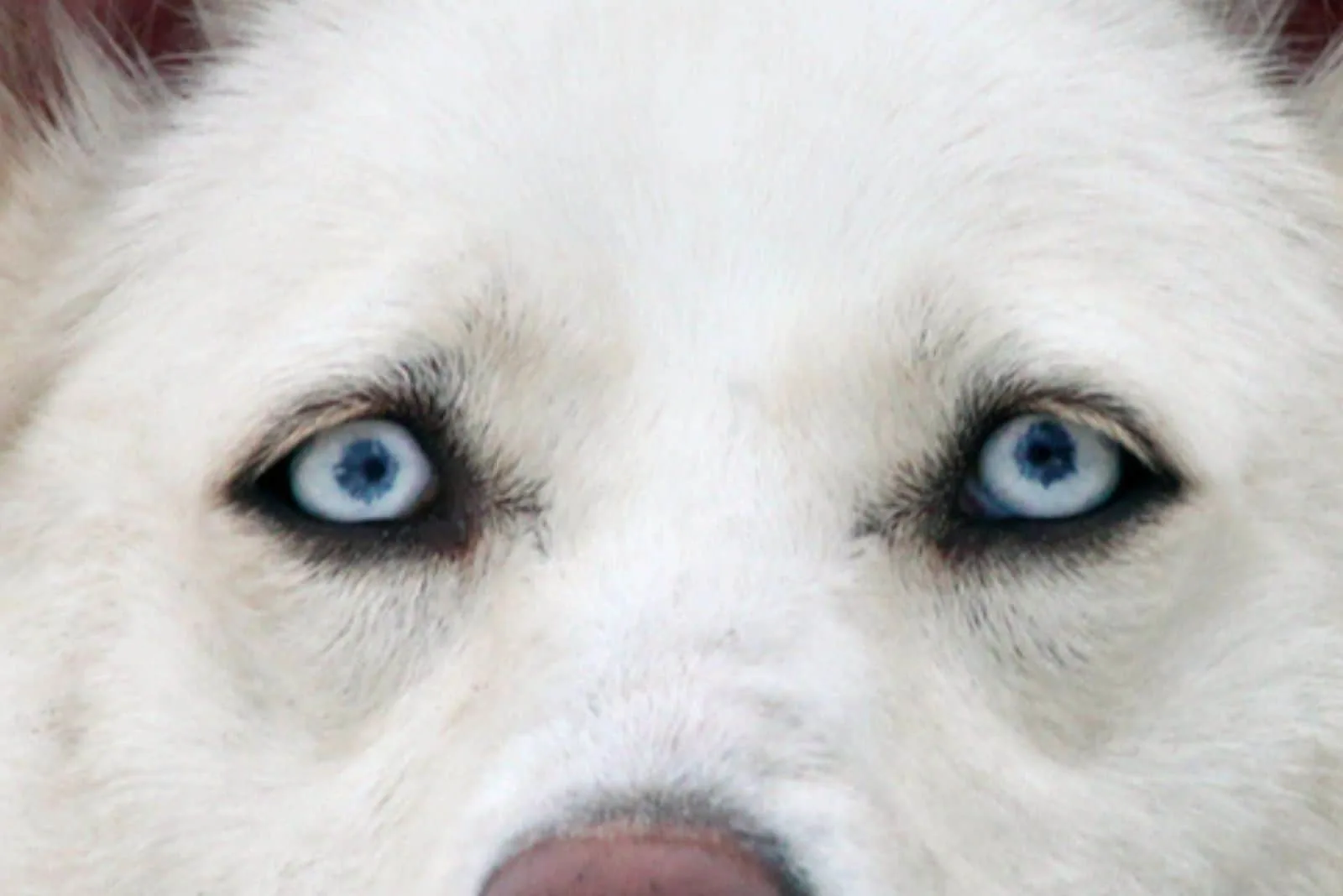 blue eyed dog in focus photography