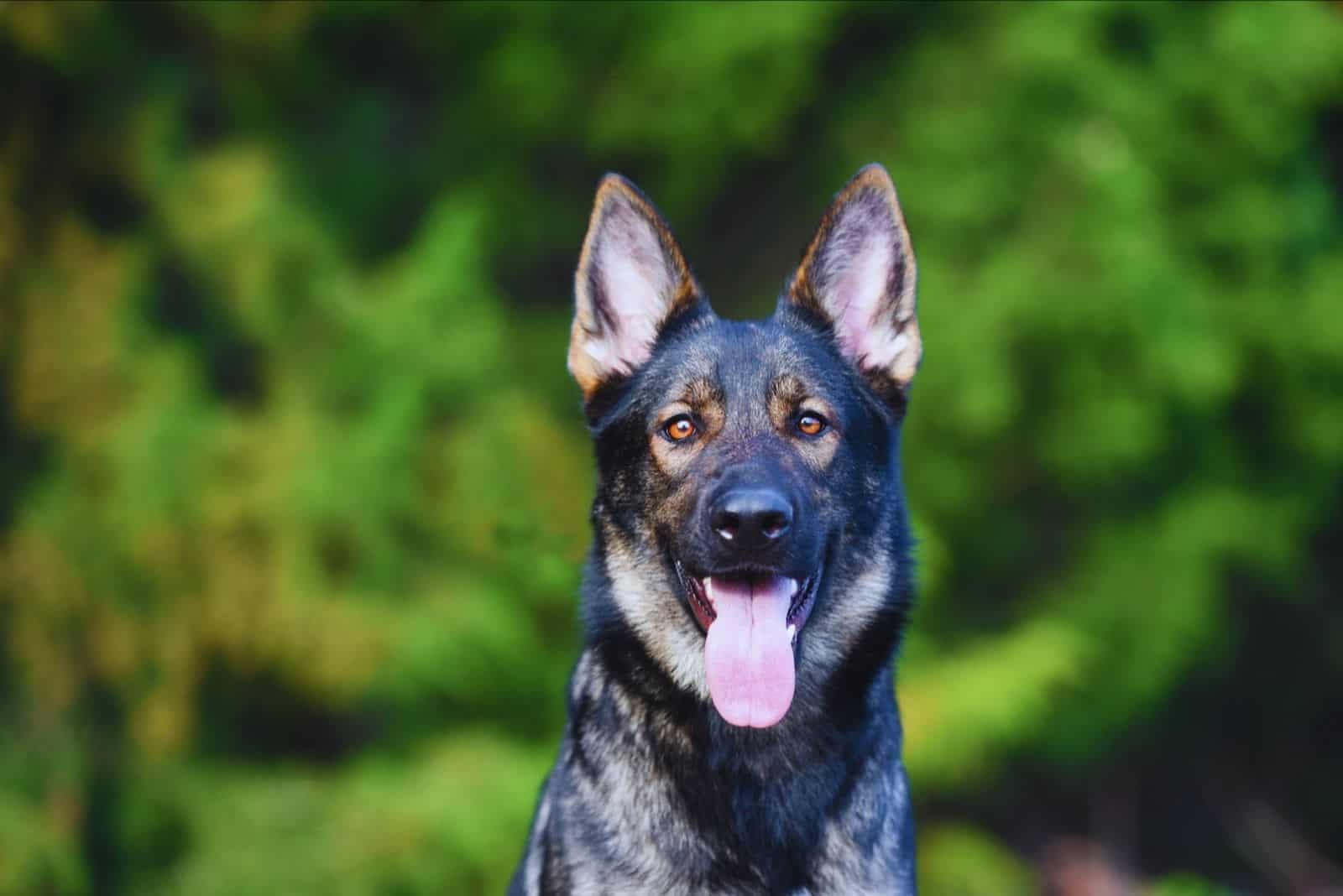 blue sable german shepherd dog in a headshot