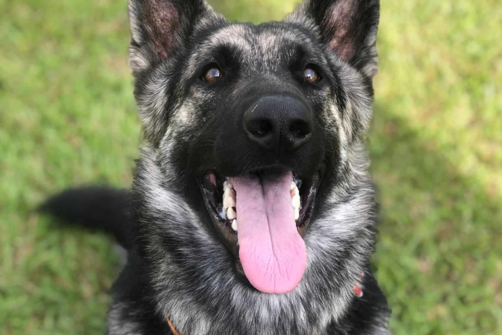 brindle German Shepherd with silver and black color in close up image