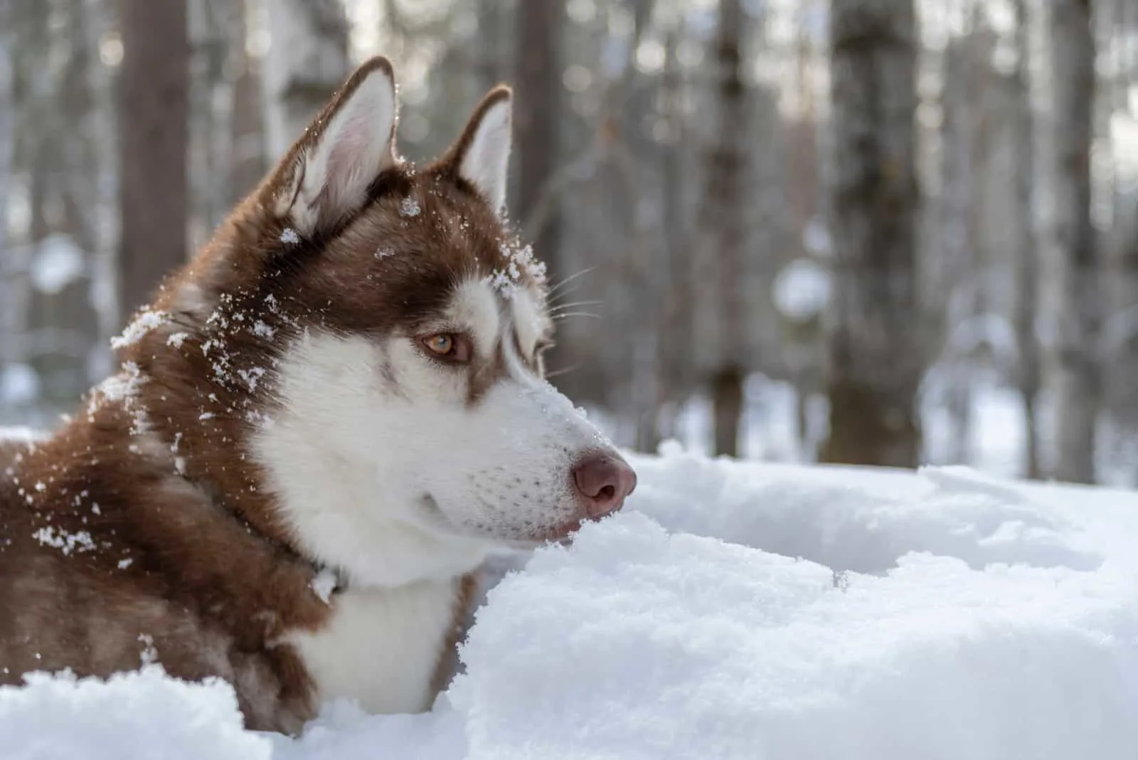 brown Siberian husky dog on winter forest background