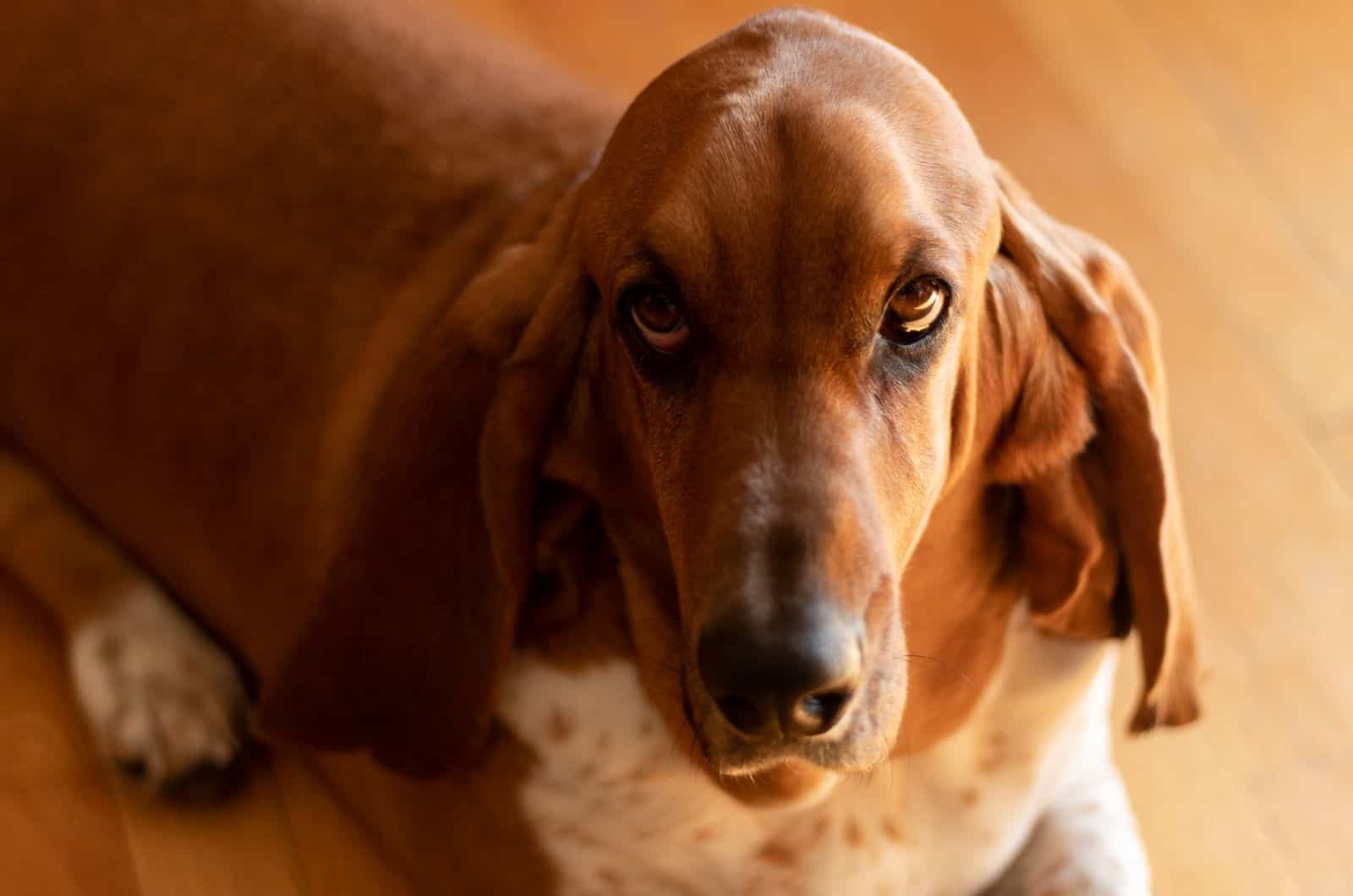 brown basset hound