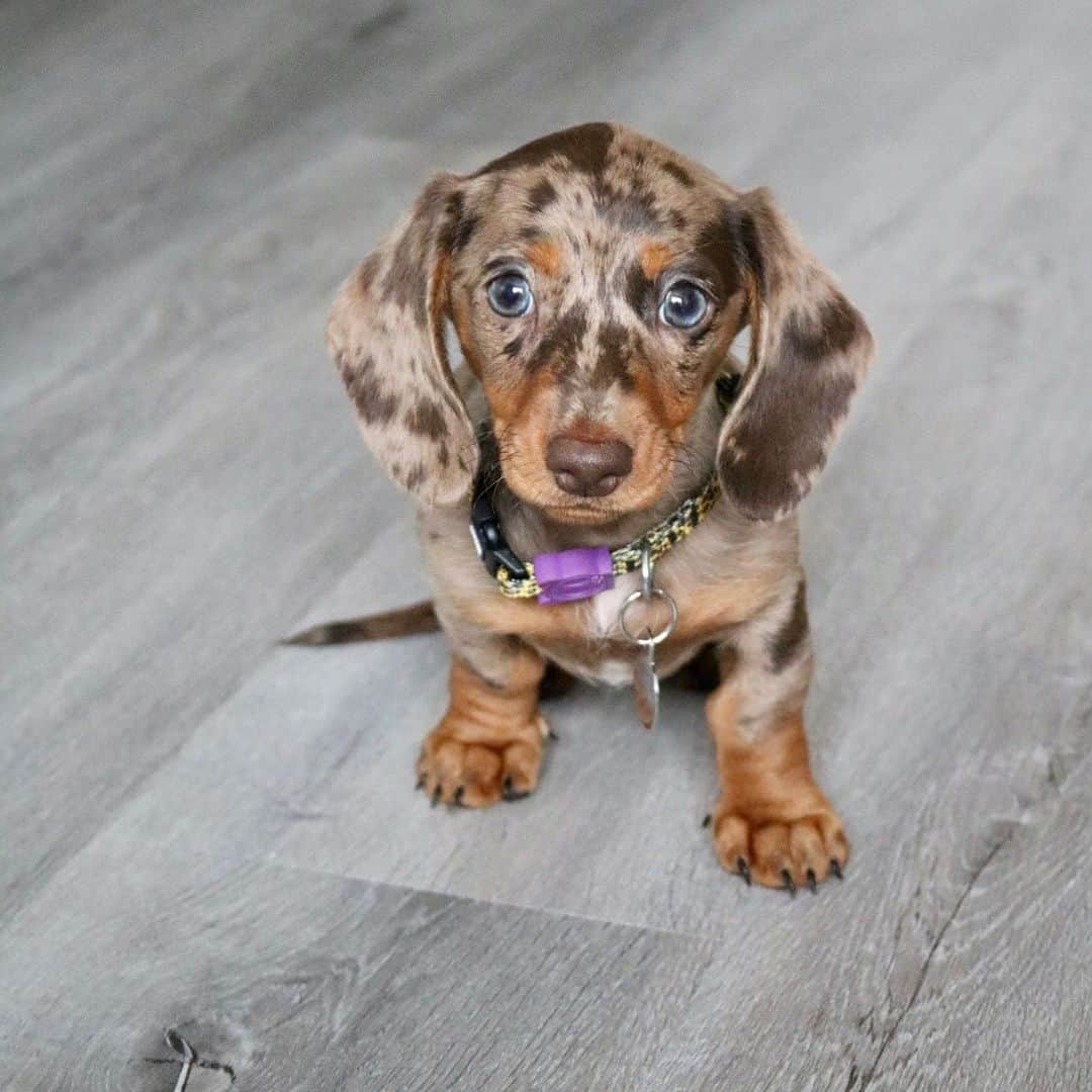 brown dapple dachshund posing