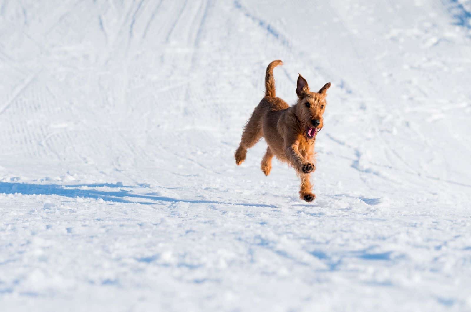 brown dog running in snow