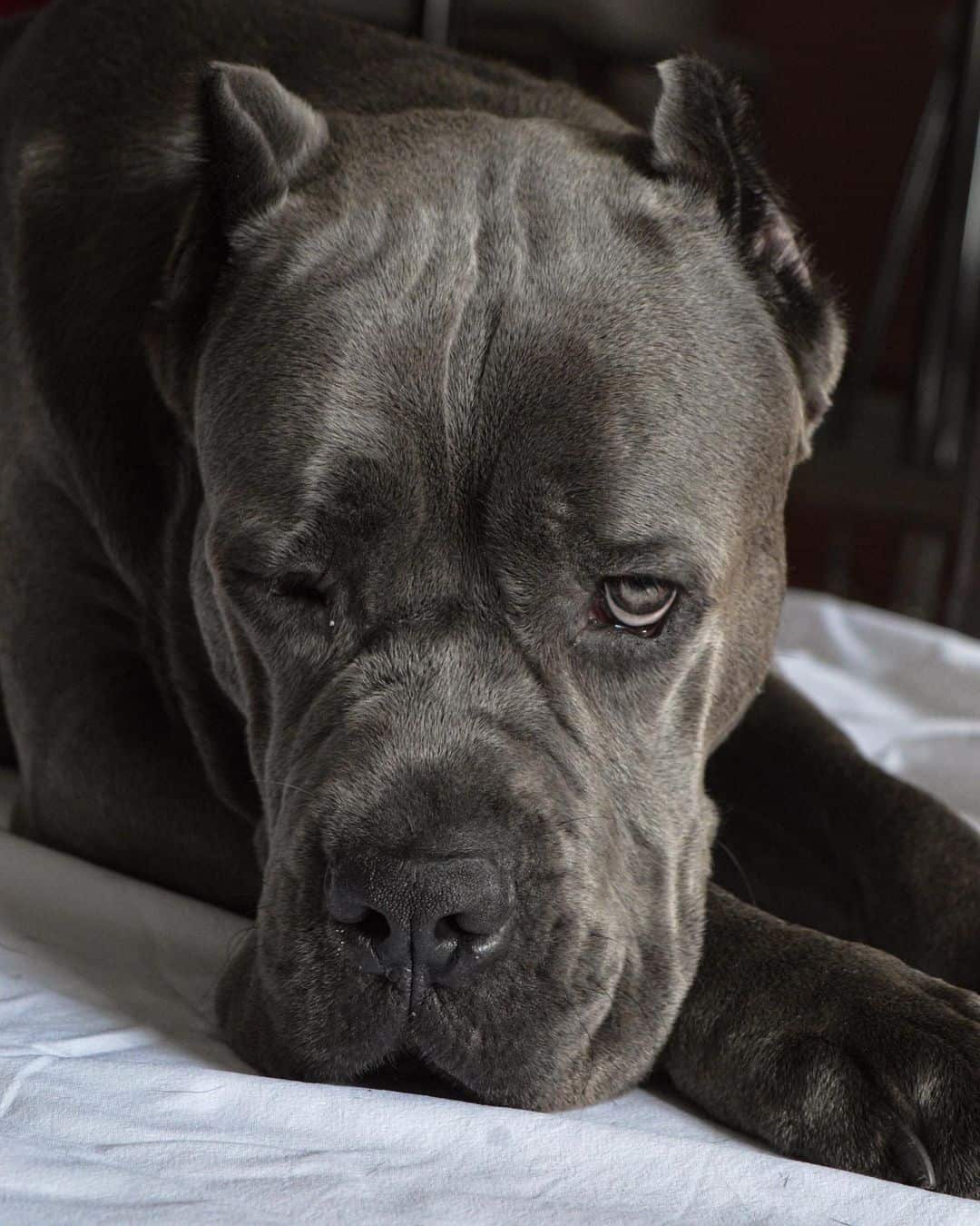 cane corso photographed up close