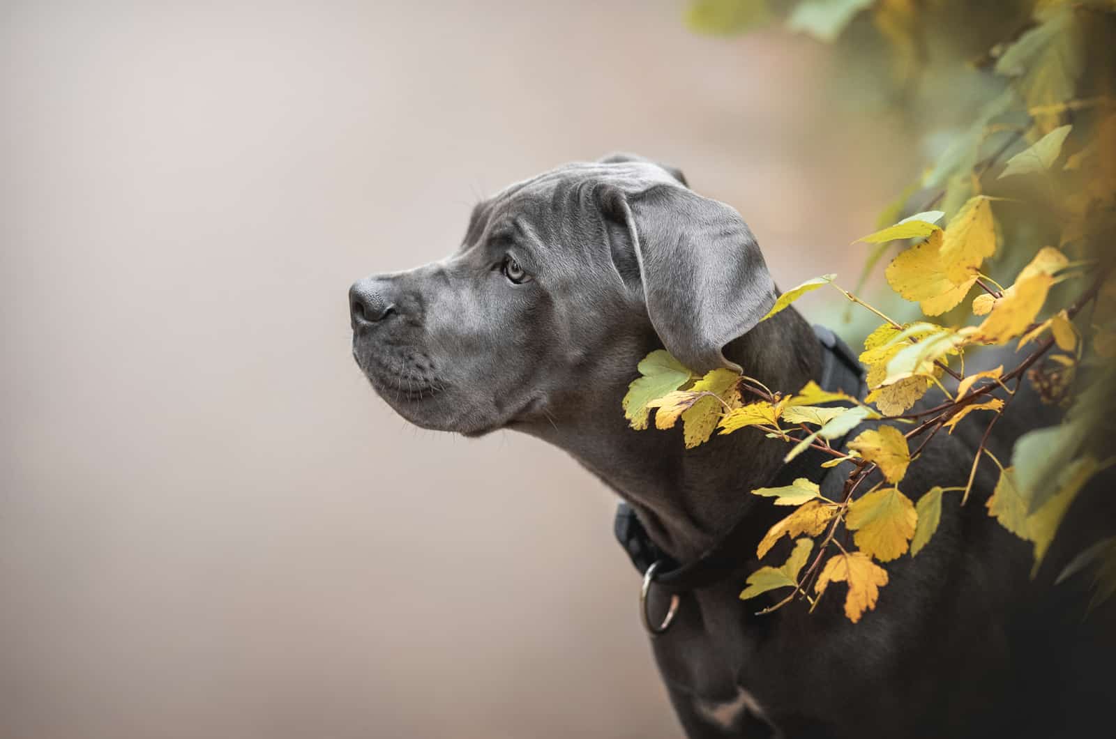 cane corso puppy next to leaves