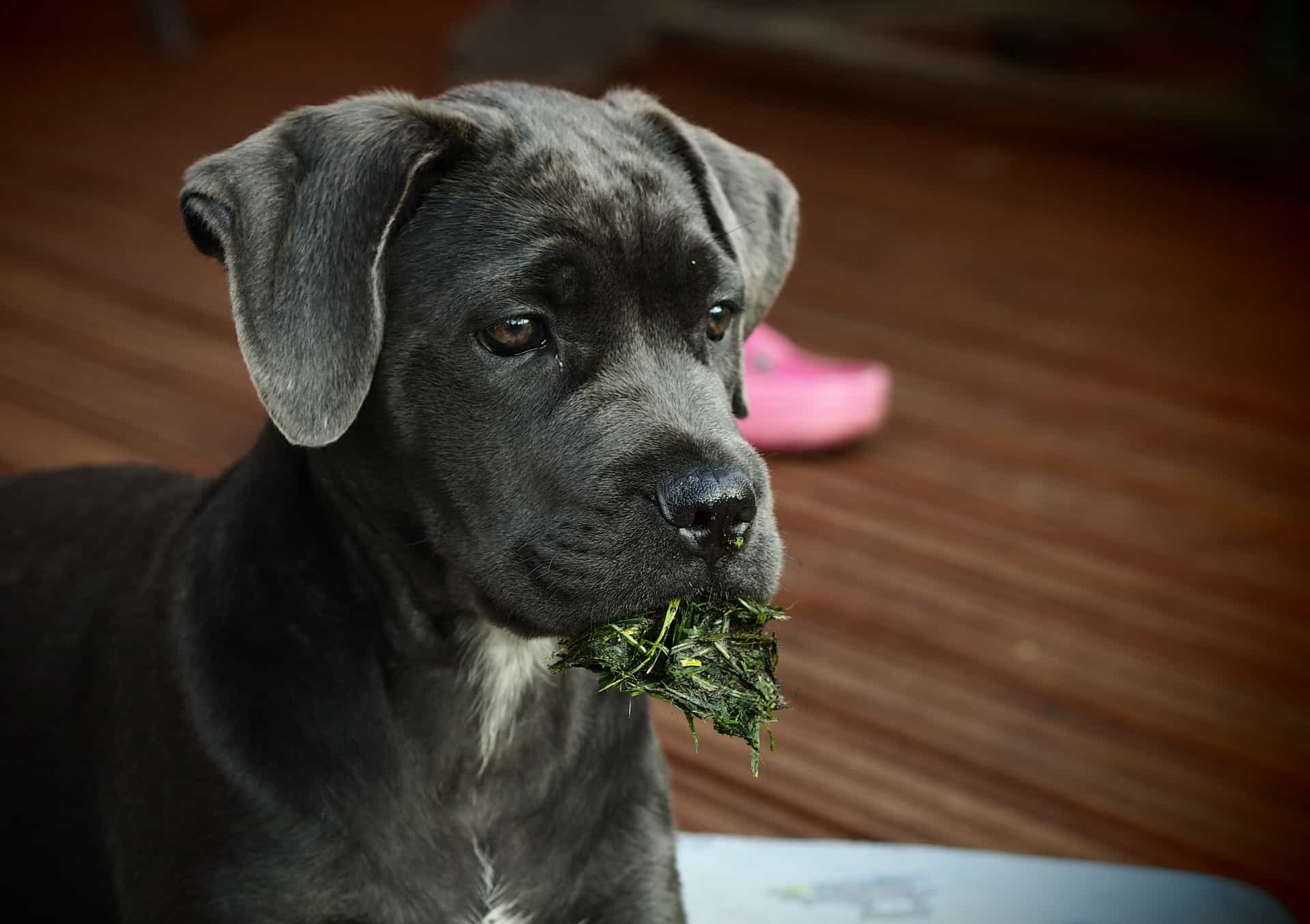 cane corso puppy with grass in mouth