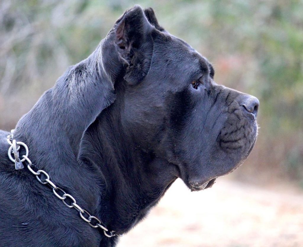 5 Best Cane Corso Rescues for Adoption