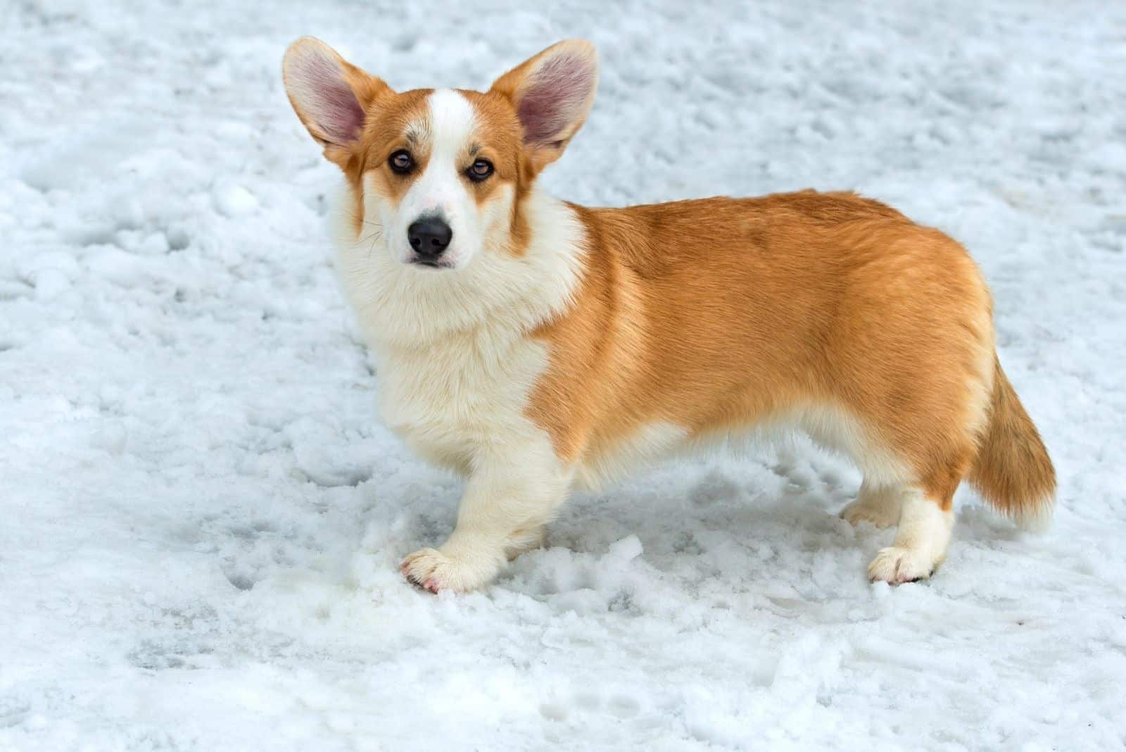 cardigan welsh corgi in snow looking at the camera