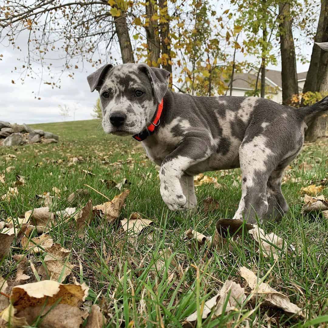 catahoula pit mix puppy