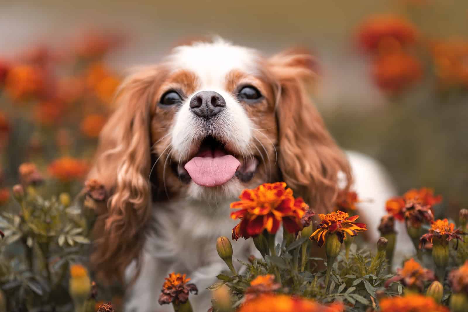 cavalier king charles dog with tongue out among orange flowers