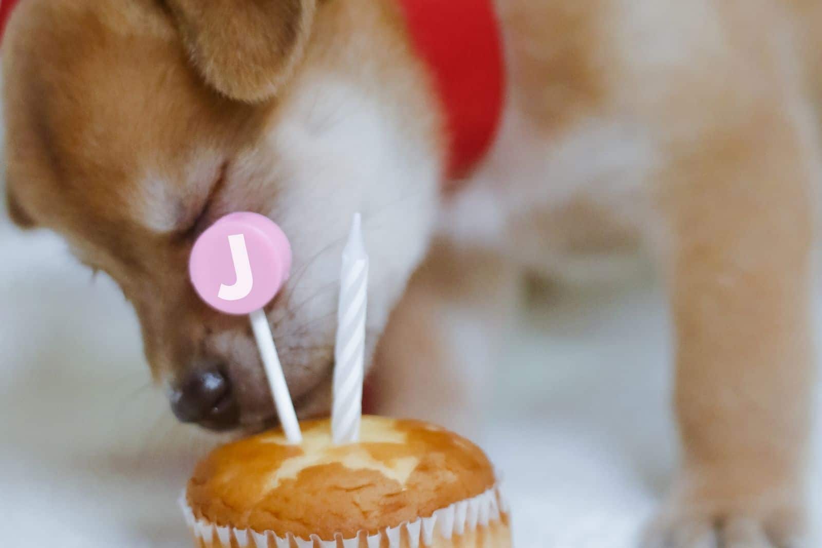 chi-corgi mixed dog in focus feeding on a birthday cupcake with candle
