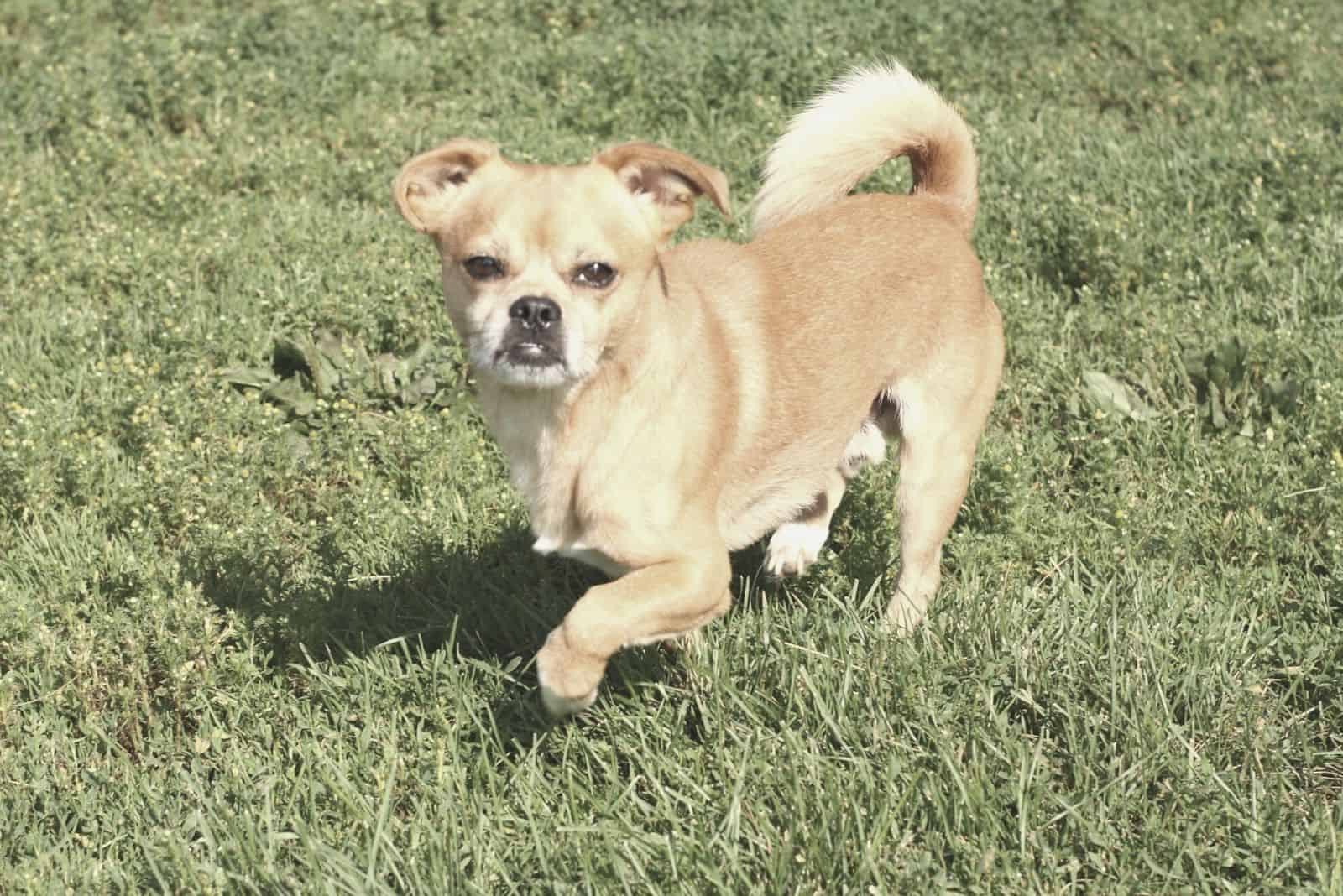 chihuahua mix dog running in the grass fields