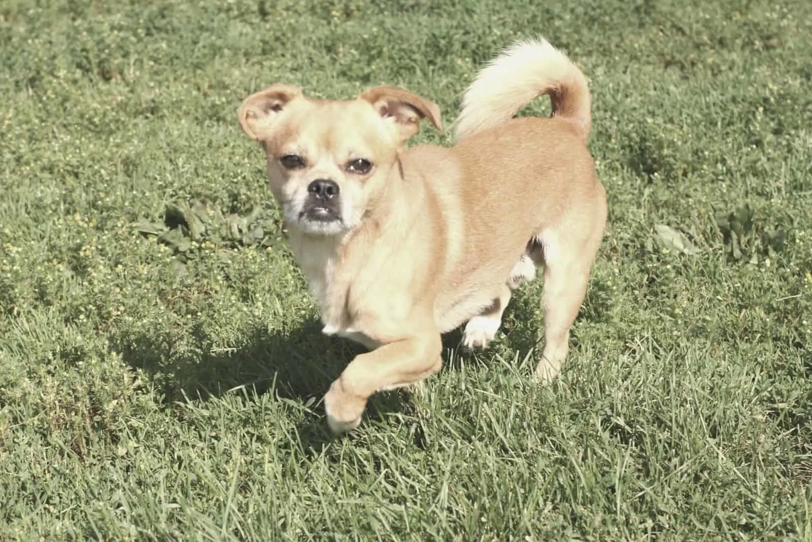 chihuahua mix dog running in the grass fields