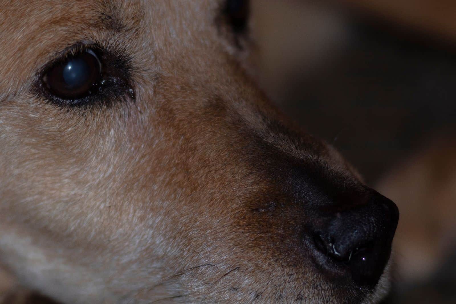 close up photo of dog mix breed of belgian malanois and labrador 