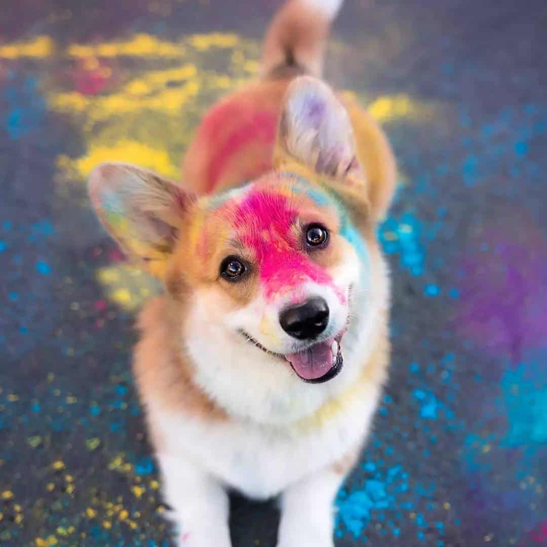 corgi covered in paint