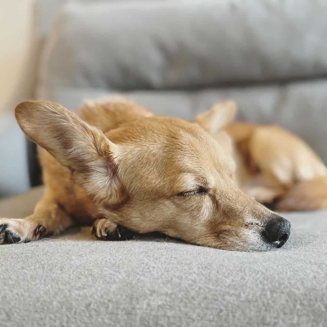 corgi daschund mix dog sleeping on the floor