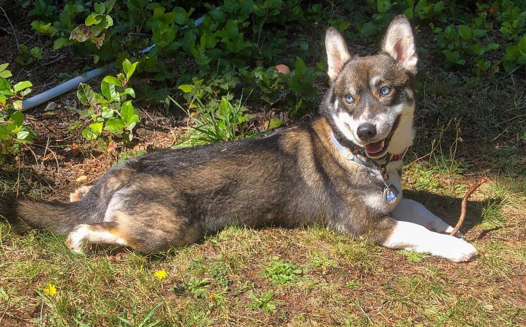 corgi husky mix