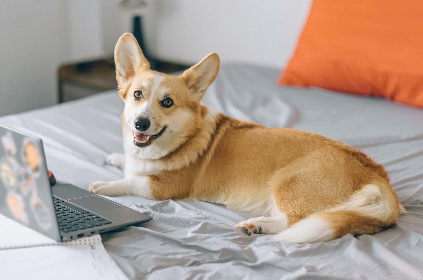 corgi in front of a laptop