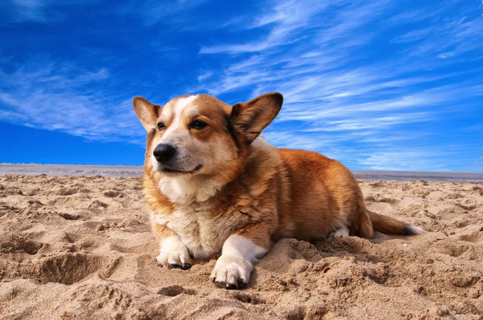 corgi on beach with blue sky