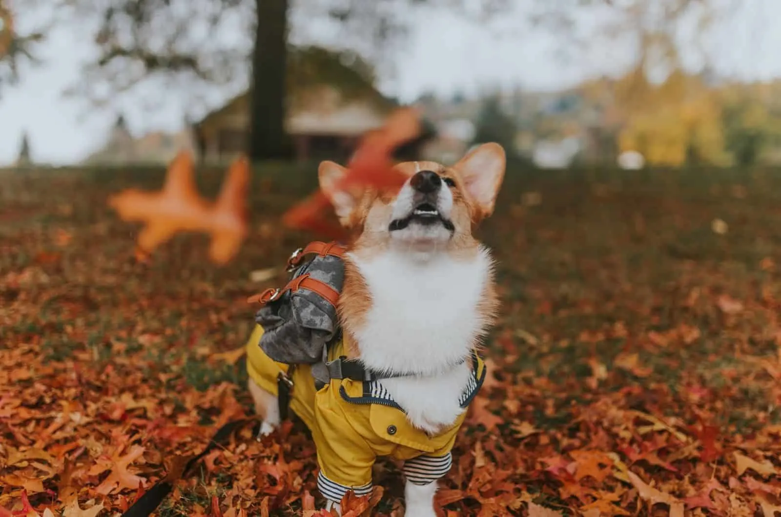 corgi playing with autumn leaves