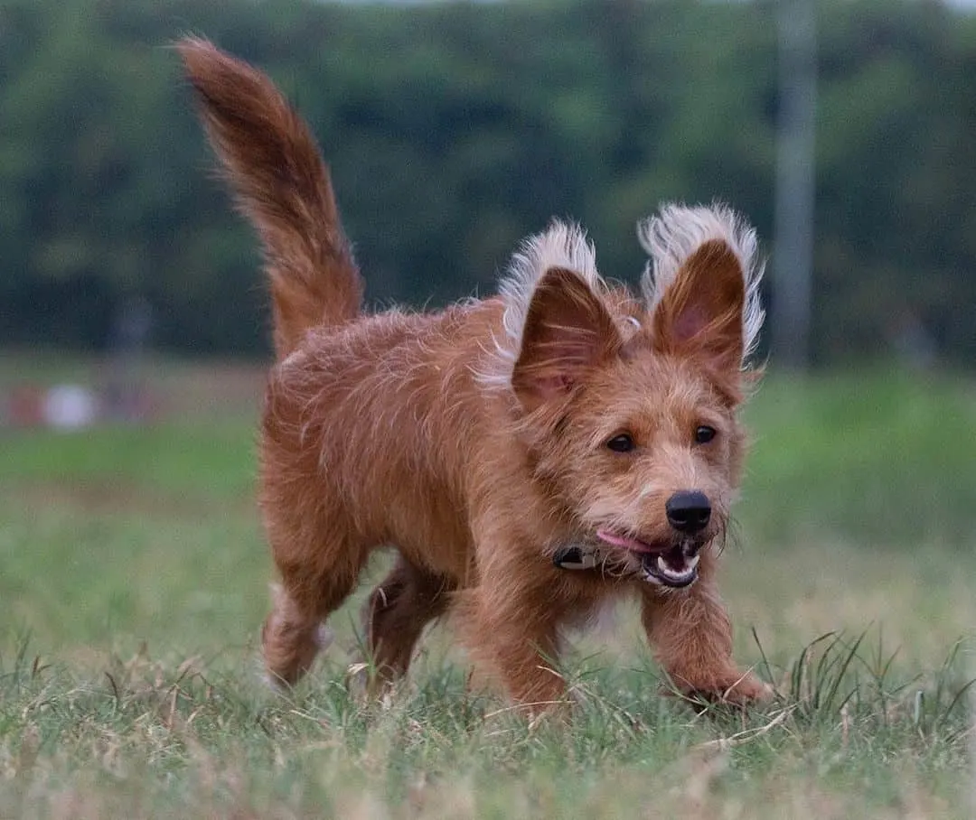 corgi -poodle mix running in the playground