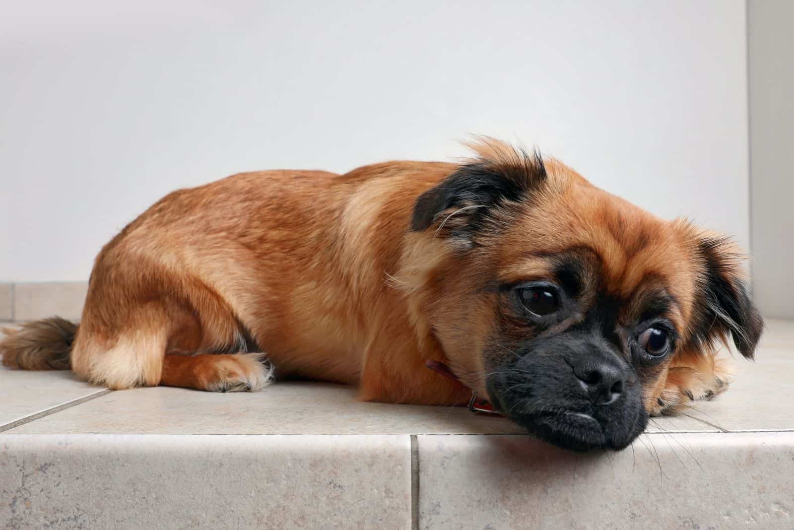 corgi pug mixed dog lying down and sad