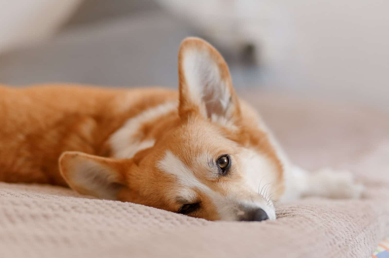 corgi relaxing on bed