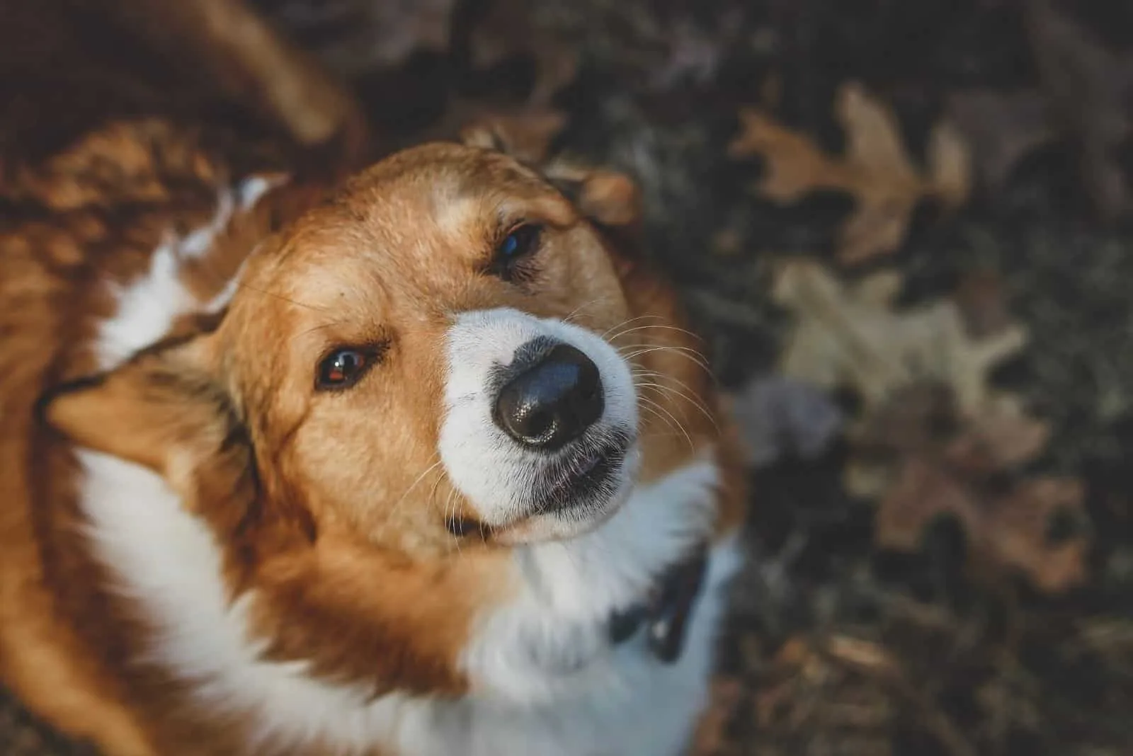 corgie named winnie looking up in focus photography in autumn forest