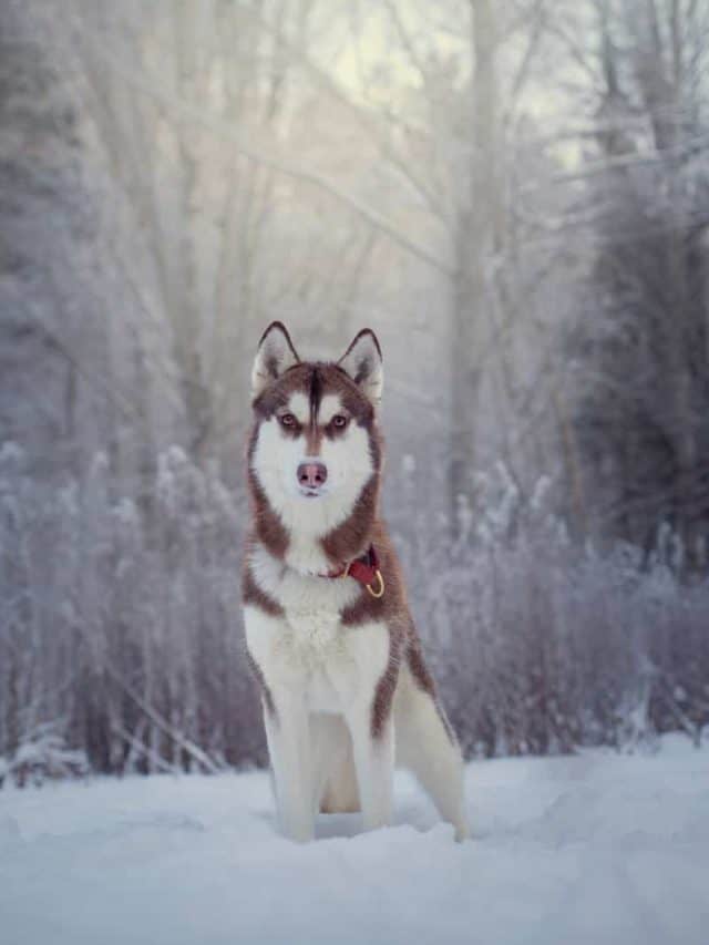 All You Need To Know About The Husky Growth Chart PupVine