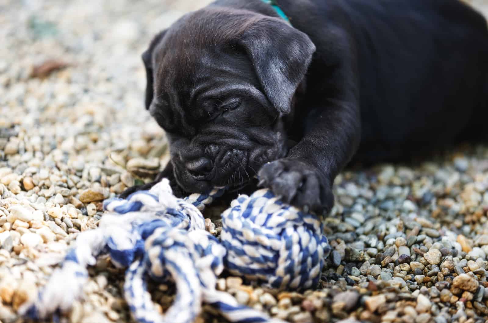 cute cane corso puppy playing