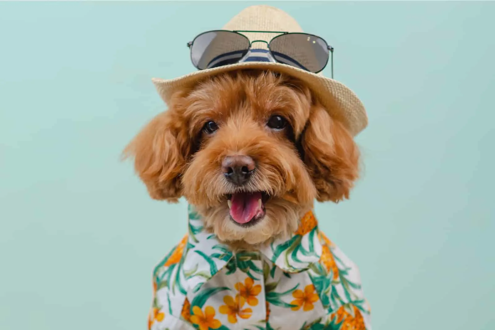 cute dog in a hawaiian shirt