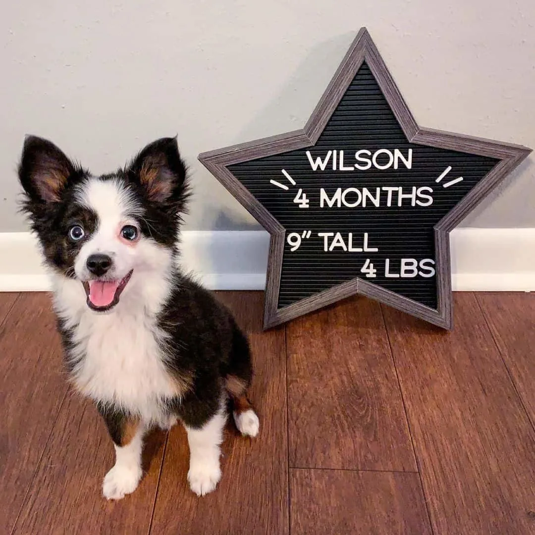cute dog standing by the sign board