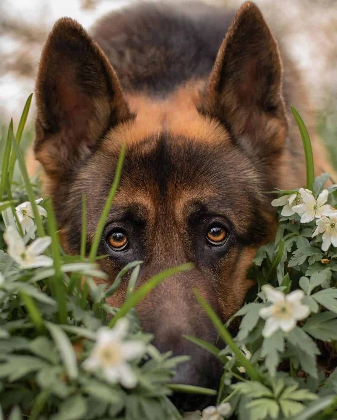 cute german shepherd lab mix dog holding head in the grass