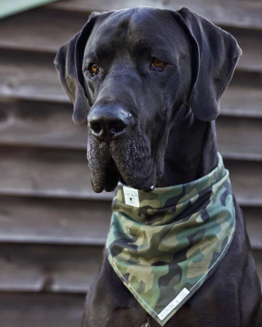 cute great dane corso wearing military scarf