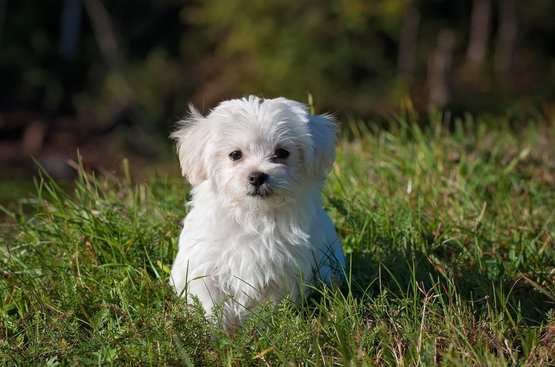 Maltese Chihuahua Mix A Complete Guide To The Malchi Dog