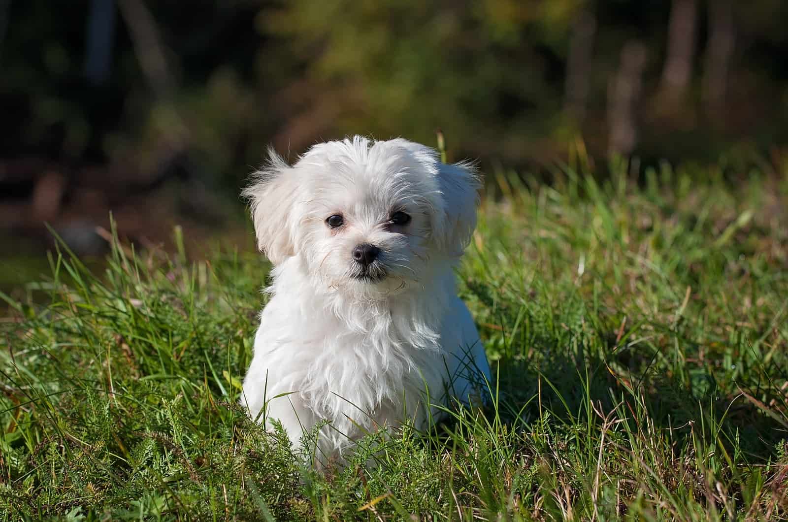 cute maltese puppy