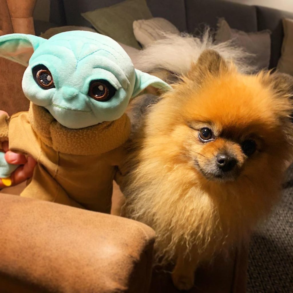 cute pomeranian with yoda toy