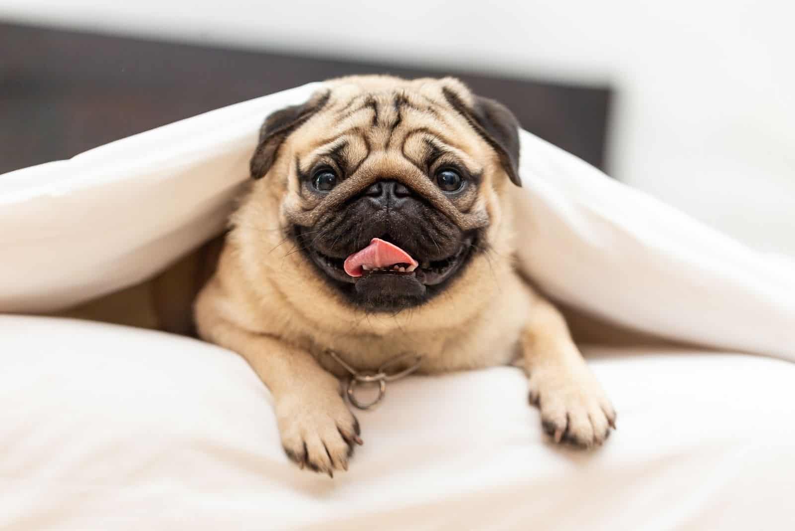 cute pug dog lying down on bed underneath the sheets