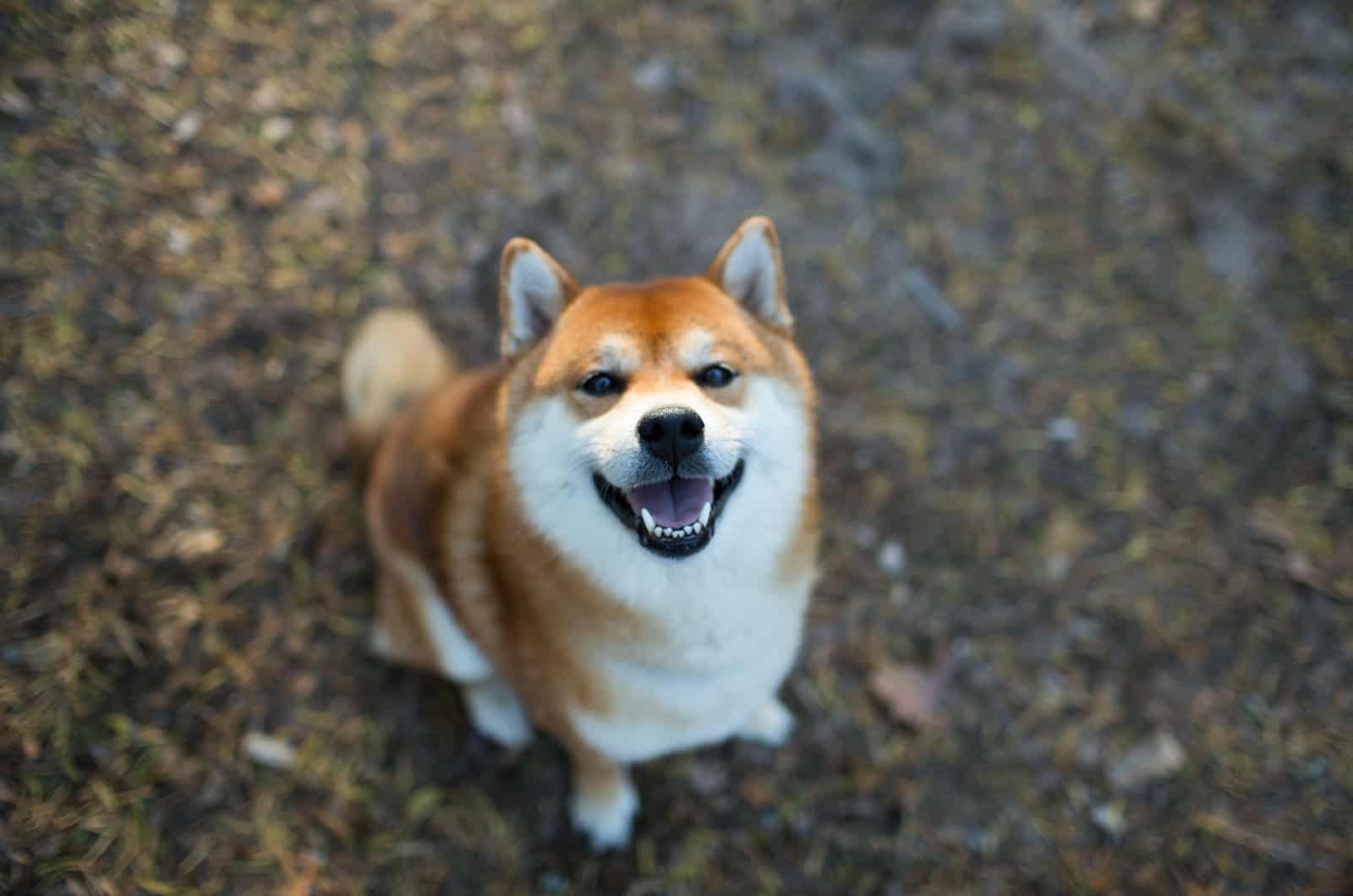 cute red shiba inu looking up