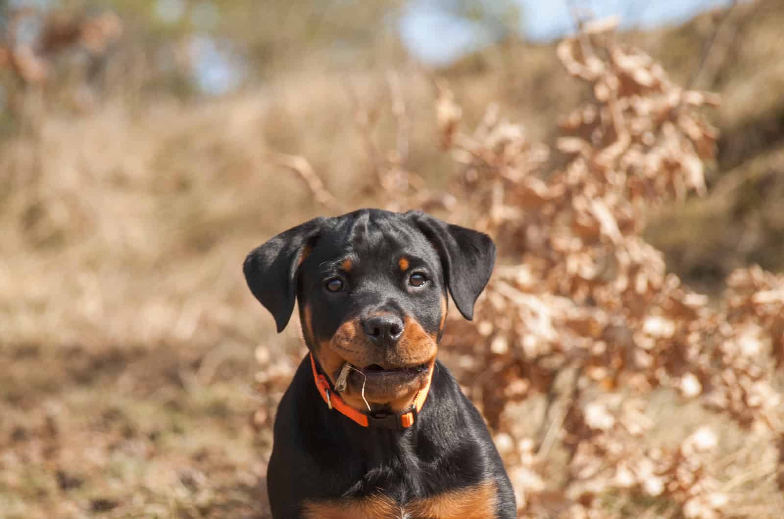 cute rottweiler puppy in nature
