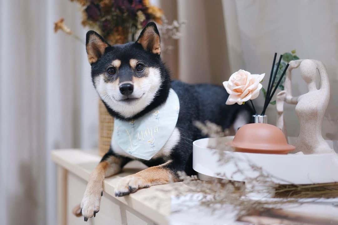 cute shiba inu puppy on a desk