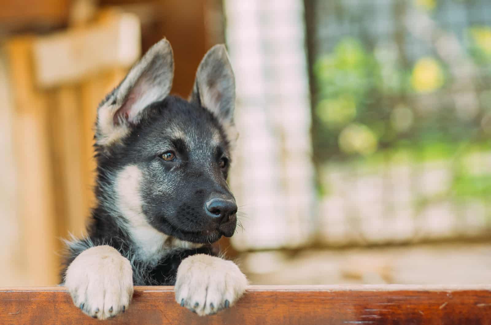 cute silver german shepherd puppy